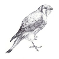 kestrel